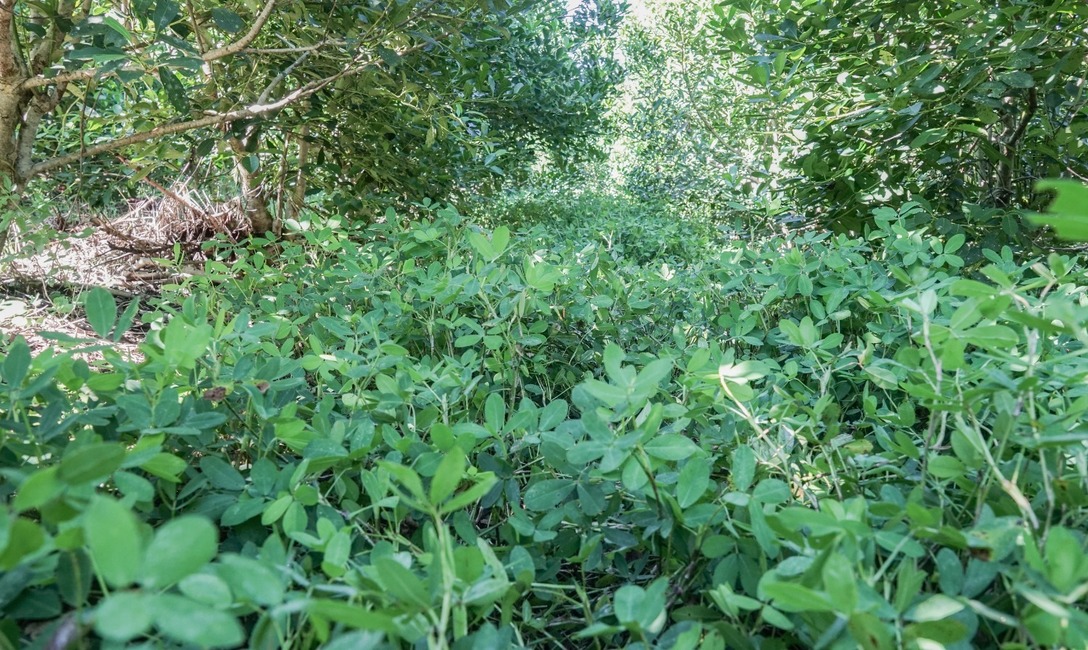 Imagen de Cobertura arb&oacute;rea y herb&aacute;cea, para yerbales resilientes