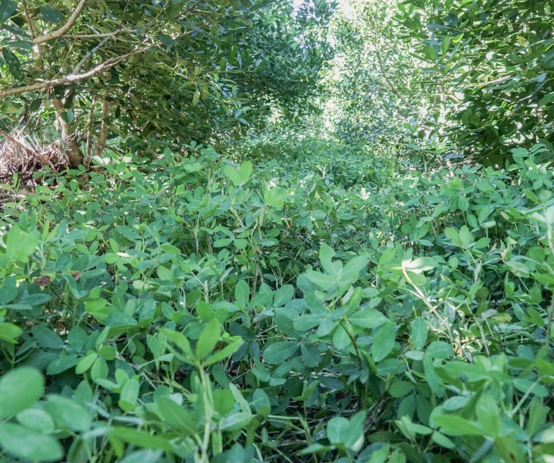 Imagen de Cobertura arbórea y herbácea, para yerbales resilientes