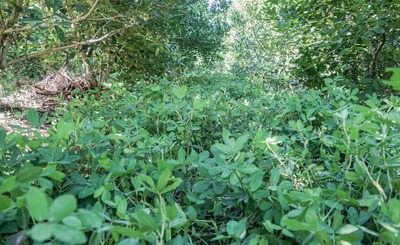 Imagen de Cobertura arbórea y herbácea, para yerbales resilientes