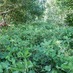 Imagen de Cobertura arbórea y herbácea, para yerbales resilientes