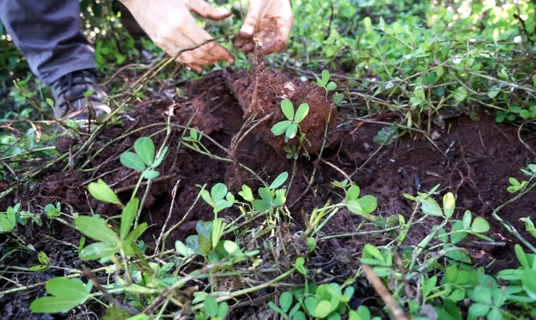 Imagen de Cobertura arb&oacute;rea y herb&aacute;cea, para yerbales resilientes