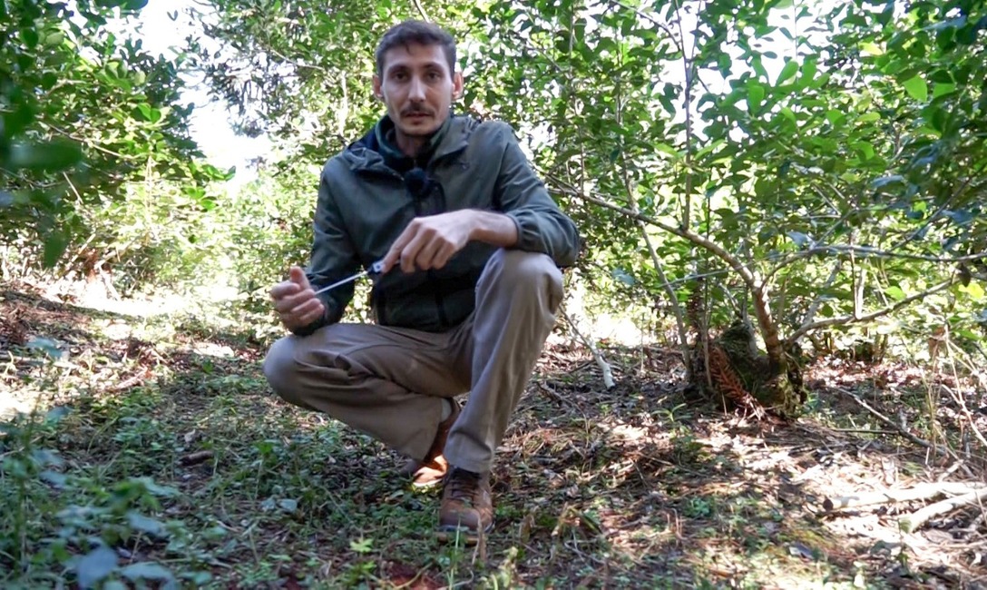 Imagen de Cobertura arb&oacute;rea y herb&aacute;cea, para yerbales resilientes