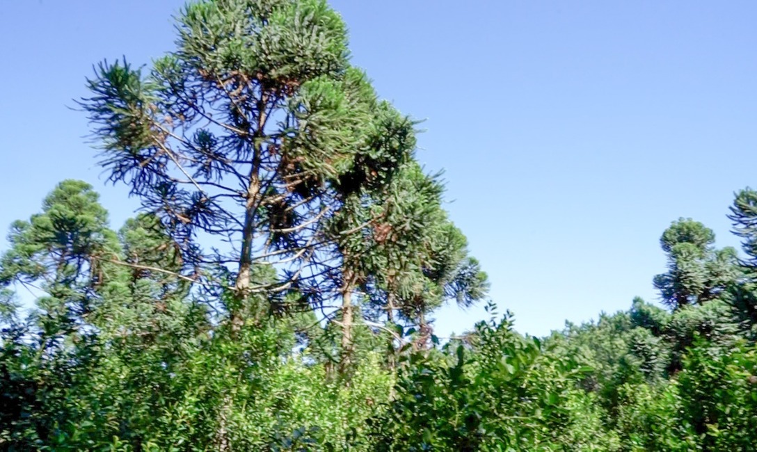 Imagen de Cobertura arb&oacute;rea y herb&aacute;cea, para yerbales resilientes