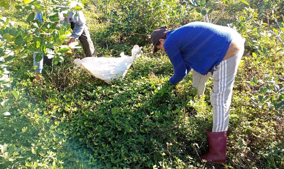 Imagen de Con el INYM, manejo integrado para yerbales productivos en San Pedro