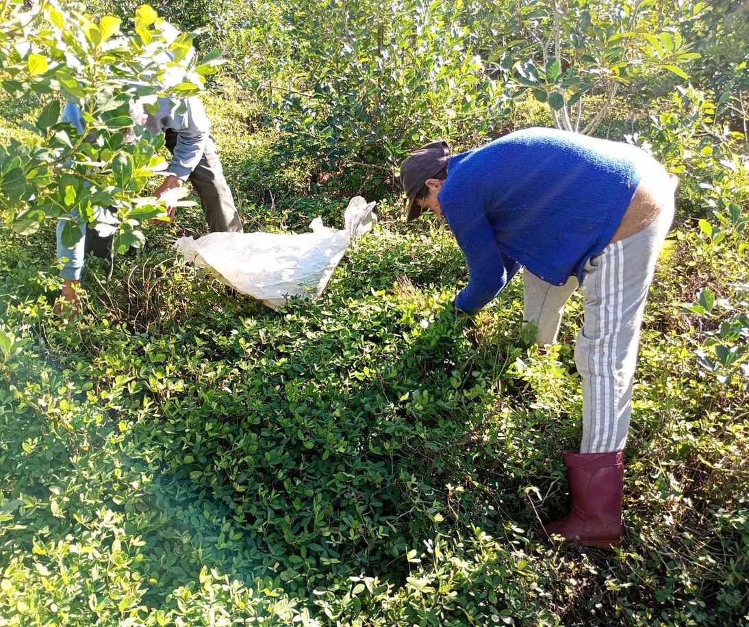 Imagen de Con el INYM, manejo integrado para yerbales productivos en San Pedro