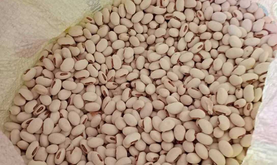 Imagen de Con el INYM, manejo integrado para yerbales productivos en San Pedro