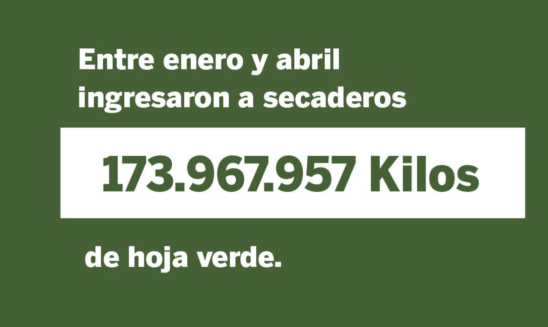 Imagen de Las ventas de yerba mate superaron los 105 millones de kilos al cierre de abril
