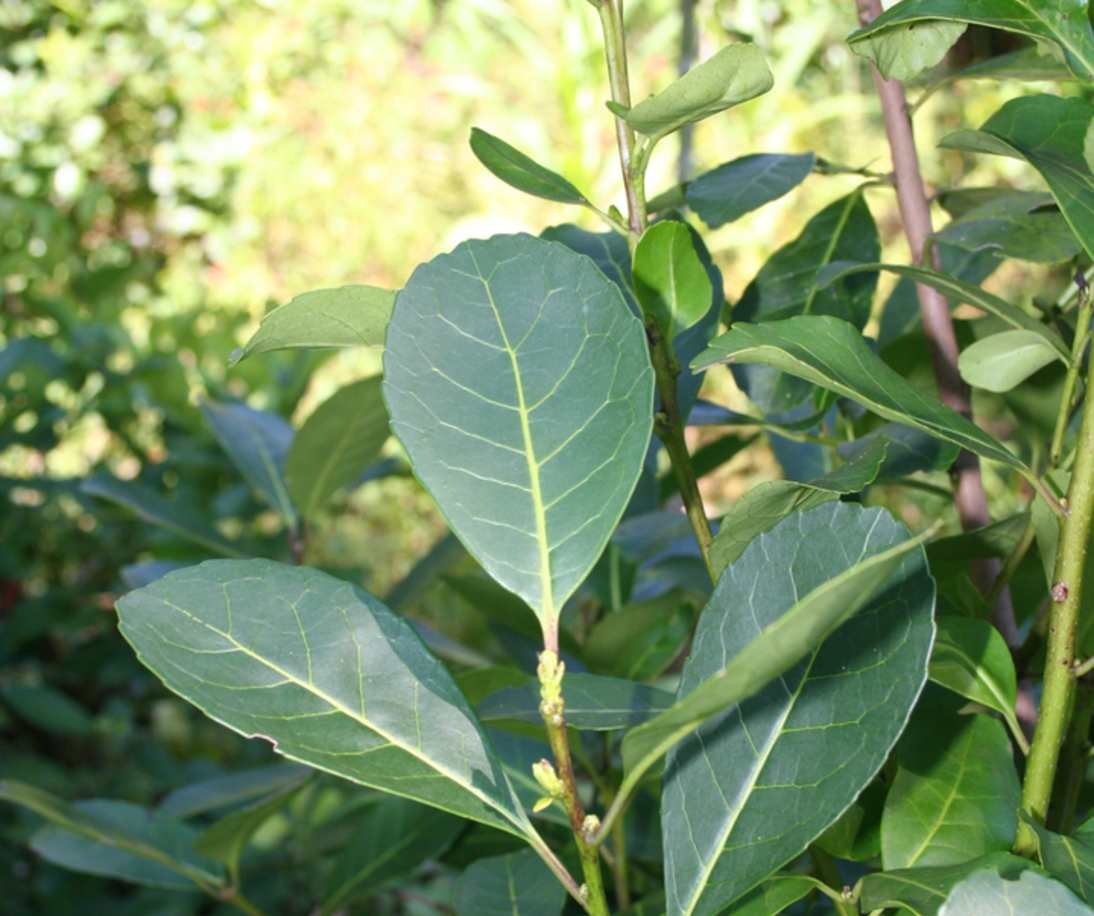 Imagen de Actualización del Costo de Producción de la Hoja Verde de Yerba Mate
