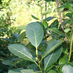 Imagen de Actualización del Costo de Producción de la Hoja Verde de Yerba Mate