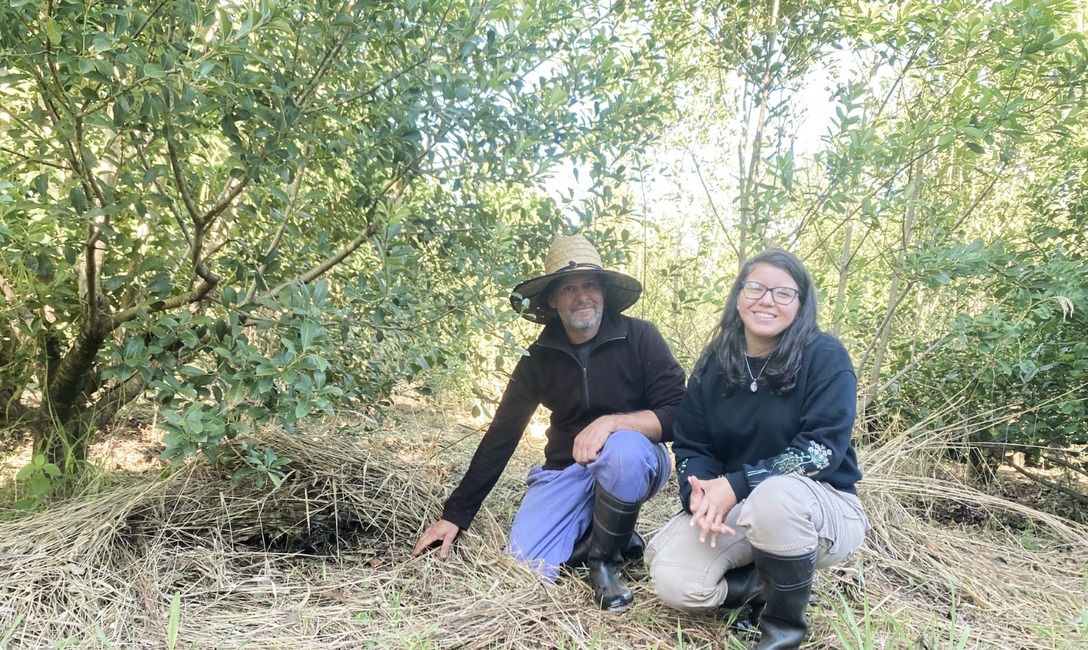 Imagen de Manejo agroecol&oacute;gico de yerba mate, una propuesta sustentable y con buenos rendimientos