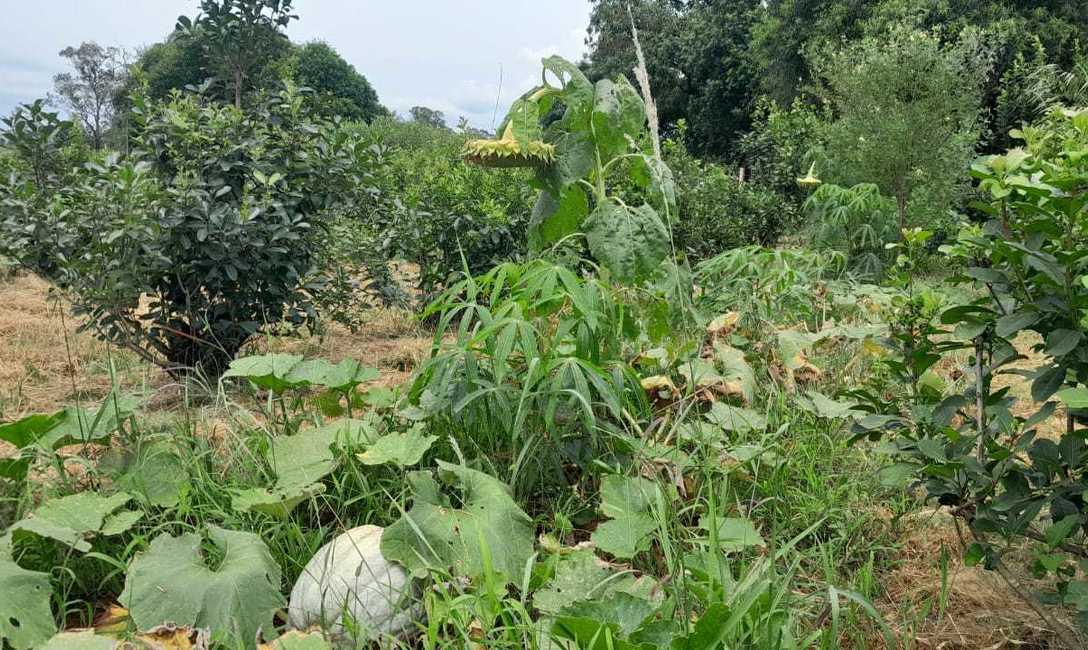 Imagen de Manejo agroecol&oacute;gico de yerba mate, una propuesta sustentable y con buenos rendimientos