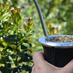 Imagen de Las ventas de yerba mate sumaron 135,6 millones de kilos al cierre de mayo