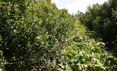 Imagen de Recomendaciones de indumentaria y elementos de seguridad para la cosecha de yerba mate