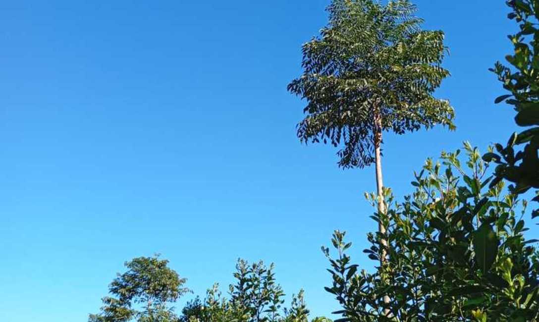 Imagen de El INYM contin&uacute;a con la incorporaci&oacute;n de &aacute;rboles nativos en el cultivo de yerba mate