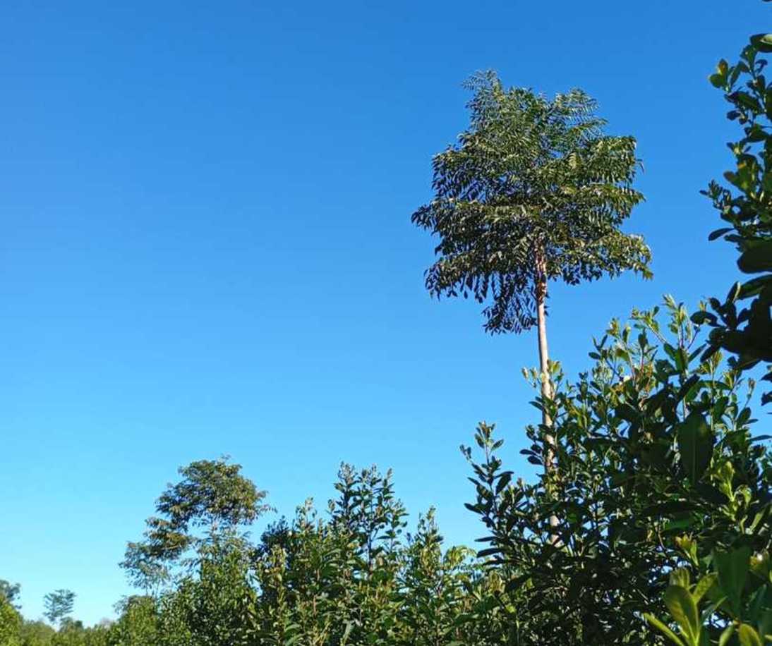 Imagen de El INYM continúa con la incorporación de árboles nativos en el cultivo de yerba mate