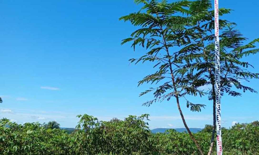 Imagen de El INYM contin&uacute;a con la incorporaci&oacute;n de &aacute;rboles nativos en el cultivo de yerba mate