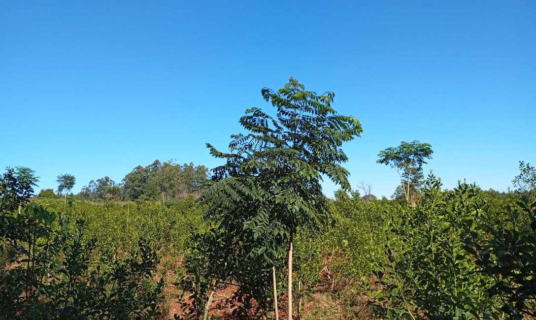 Imagen de El INYM contin&uacute;a con la incorporaci&oacute;n de &aacute;rboles nativos en el cultivo de yerba mate