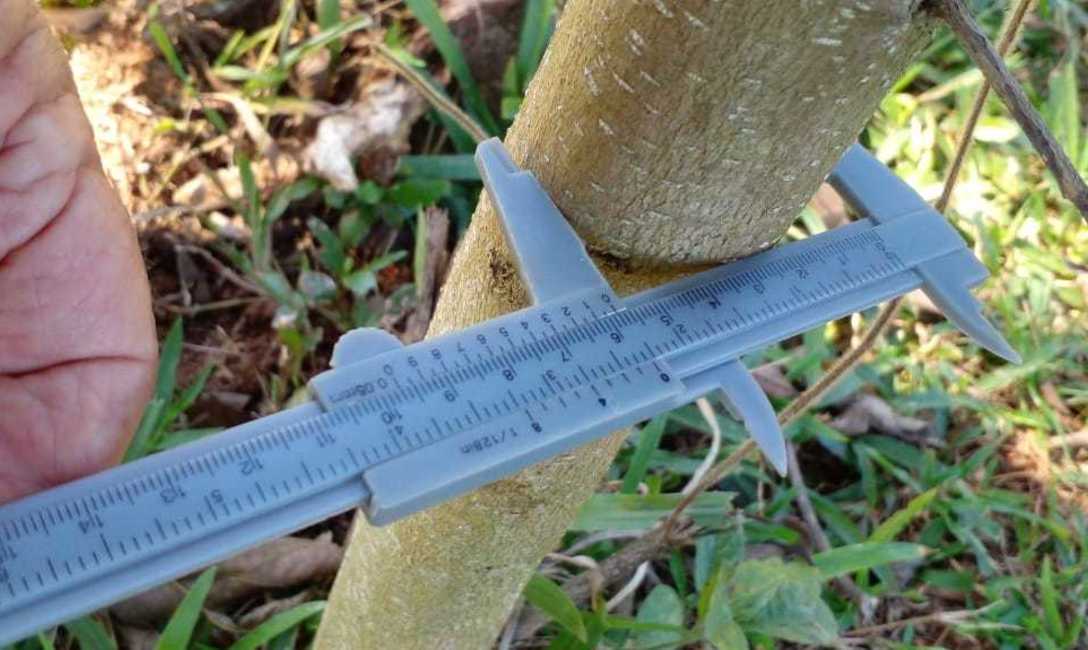 Imagen de El INYM contin&uacute;a con la incorporaci&oacute;n de &aacute;rboles nativos en el cultivo de yerba mate