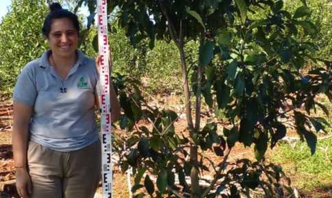 Imagen de El INYM contin&uacute;a con la incorporaci&oacute;n de &aacute;rboles nativos en el cultivo de yerba mate