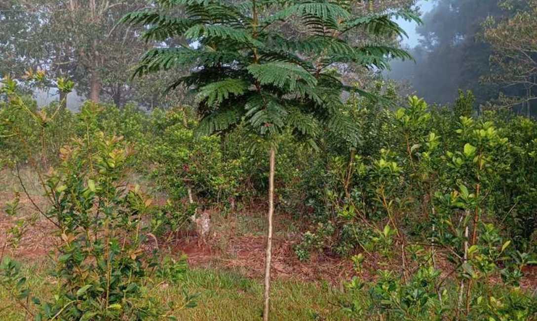Imagen de El INYM contin&uacute;a con la incorporaci&oacute;n de &aacute;rboles nativos en el cultivo de yerba mate