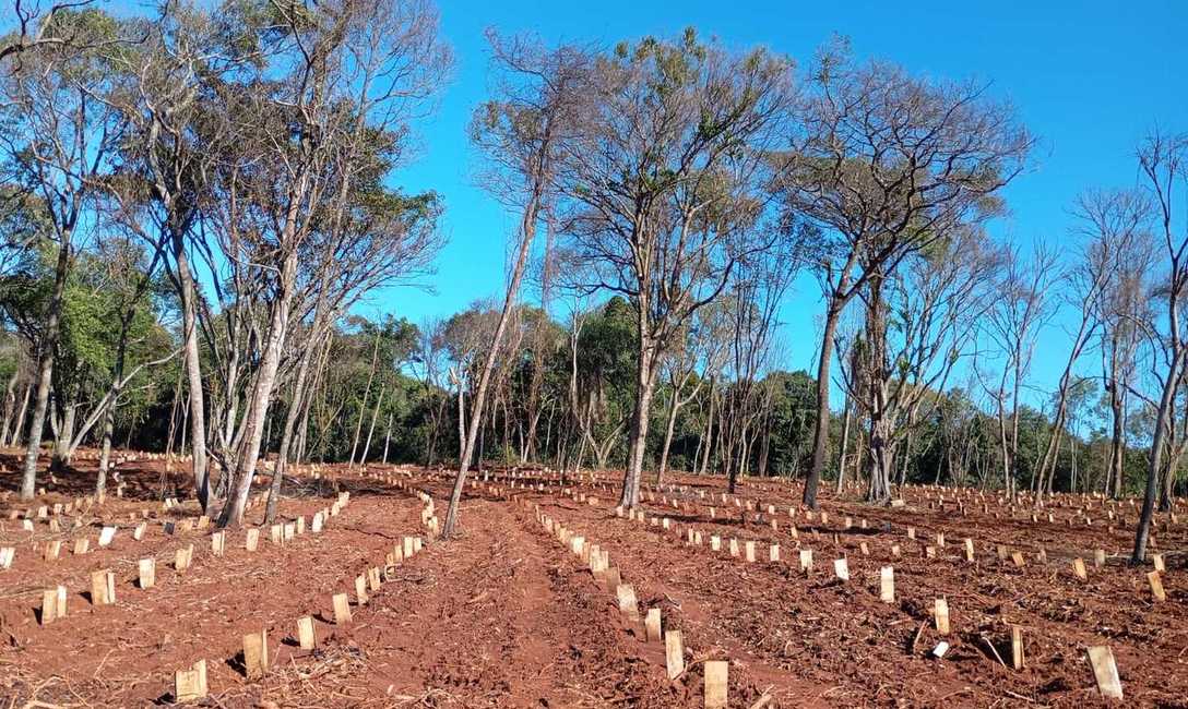 Imagen de El INYM contin&uacute;a con la incorporaci&oacute;n de &aacute;rboles nativos en el cultivo de yerba mate