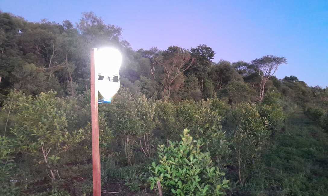 Imagen de Buenos resultados en trampas lum&iacute;nicas del INYM para el marandov&aacute; y proyecci&oacute;n para optimizar la iniciativa y el manejo de la plaga en yerba mate
