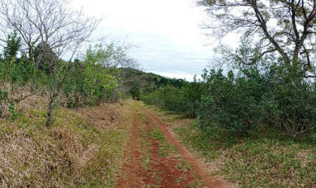 Imagen de Cosecha de rama madura en San Pedro