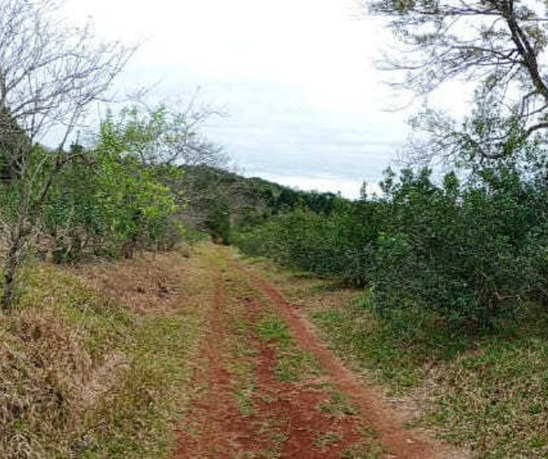 Imagen de Cosecha de rama madura en San Pedro