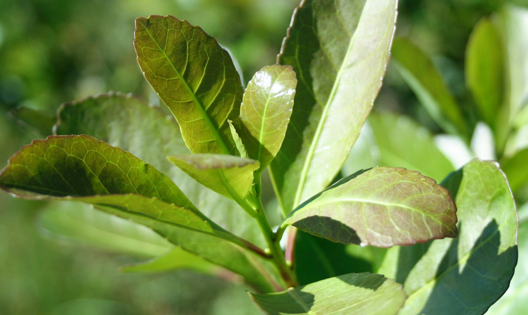 Imagen de Actualizaci&oacute;n del Costo de Producci&oacute;n de la Hoja Verde de Yerba Mate