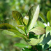 Imagen de Actualización del Costo de Producción de la Hoja Verde de Yerba Mate
