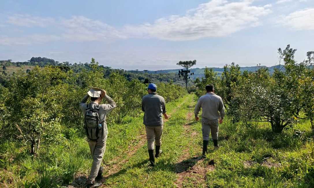 Imagen de Recorrido por yerbales con pr&aacute;cticas amigables con la naturaleza