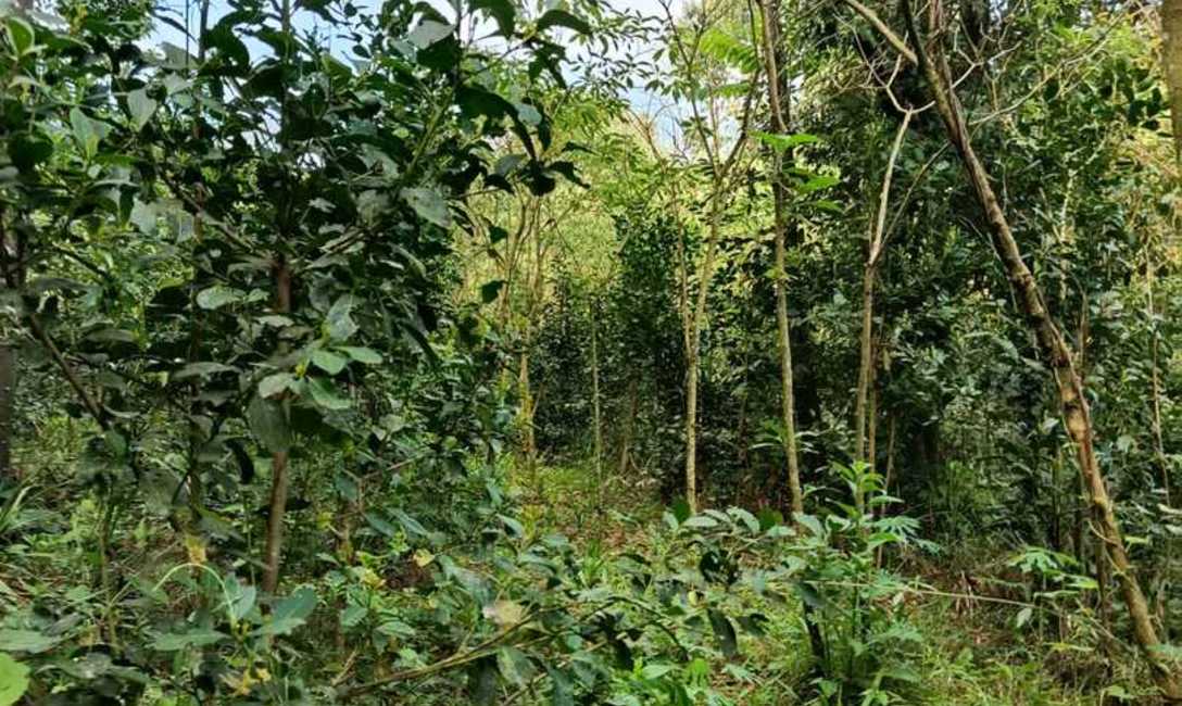 Imagen de Recorrido por yerbales con pr&aacute;cticas amigables con la naturaleza