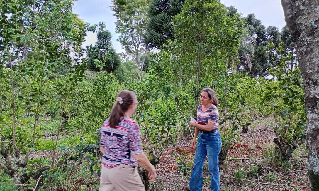 Imagen de Recorrido por yerbales con pr&aacute;cticas amigables con la naturaleza