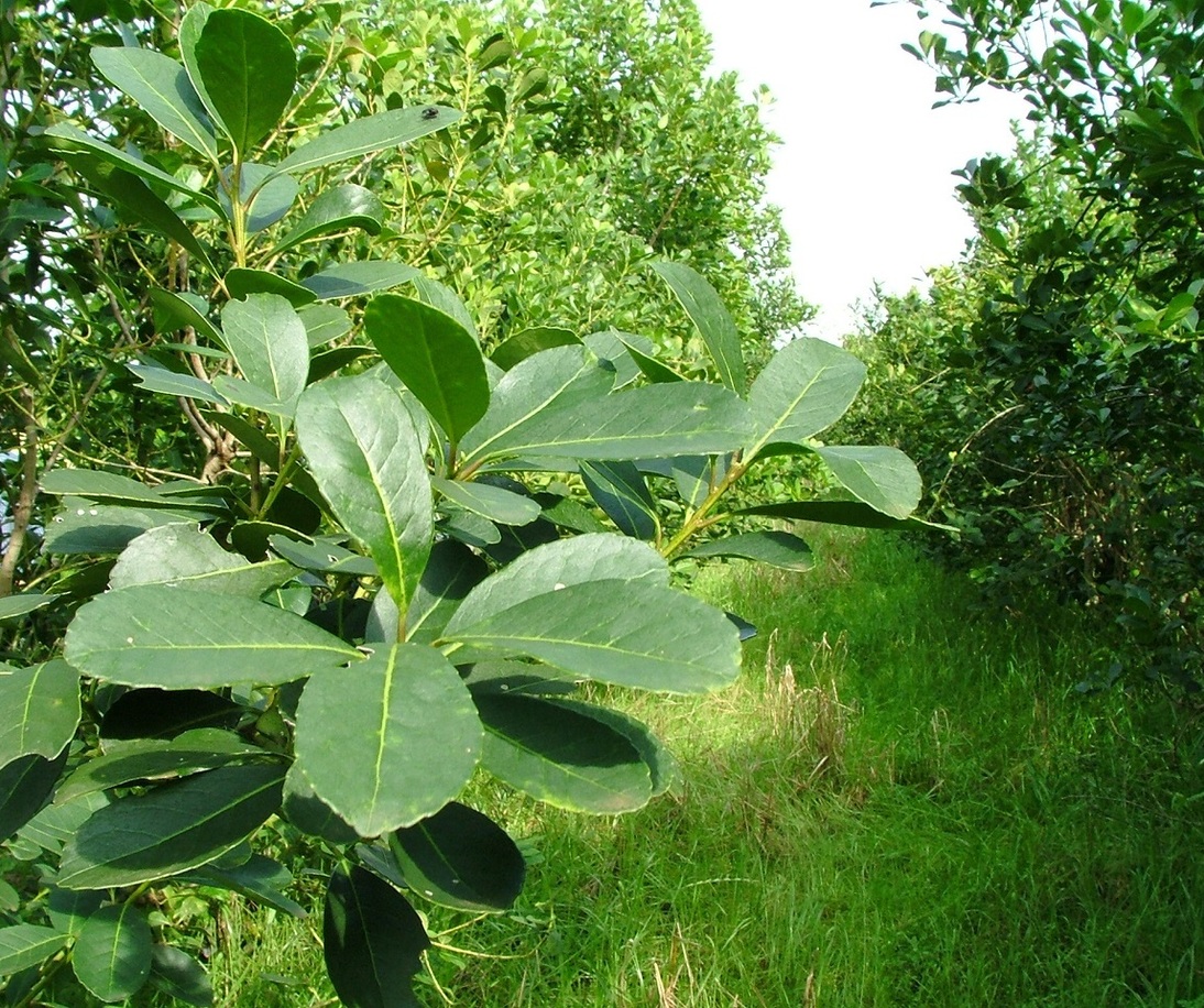 Imagen de Actualización del Costo de Producción de la Hoja Verde de Yerba Mate