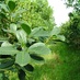 Imagen de Actualización del Costo de Producción de la Hoja Verde de Yerba Mate