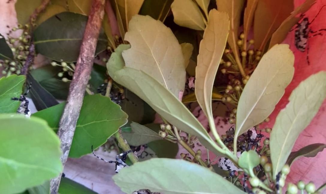 Imagen de Primavera, tiempo de observaci&oacute;n y erradicaci&oacute;n del &quot;taladro&quot; de la yerba mate