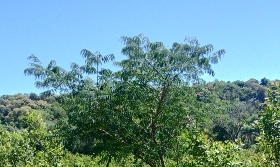 Imagen de Crecen con buen desarrollo los &aacute;rboles implantados en yerbales para lograr resiliencia clim&aacute;tica