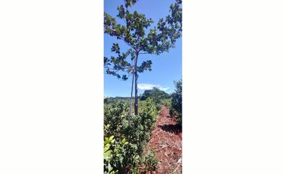 Imagen de Crecen con buen desarrollo los árboles implantados en yerbales para lograr resiliencia climática Imagen de Crecen con buen desarrollo los árboles implantados en yerbales para lograr resiliencia climática