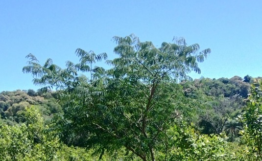 Imagen de Crecen con buen desarrollo los árboles implantados en yerbales para lograr resiliencia climática