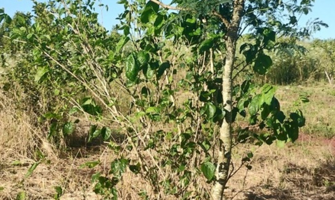 Imagen de Crecen con buen desarrollo los &aacute;rboles implantados en yerbales para lograr resiliencia clim&aacute;tica