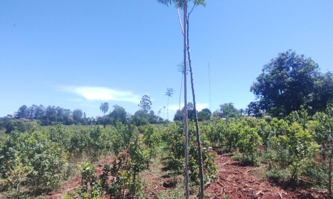 Imagen de Crecen con buen desarrollo los &aacute;rboles implantados en yerbales para lograr resiliencia clim&aacute;tica