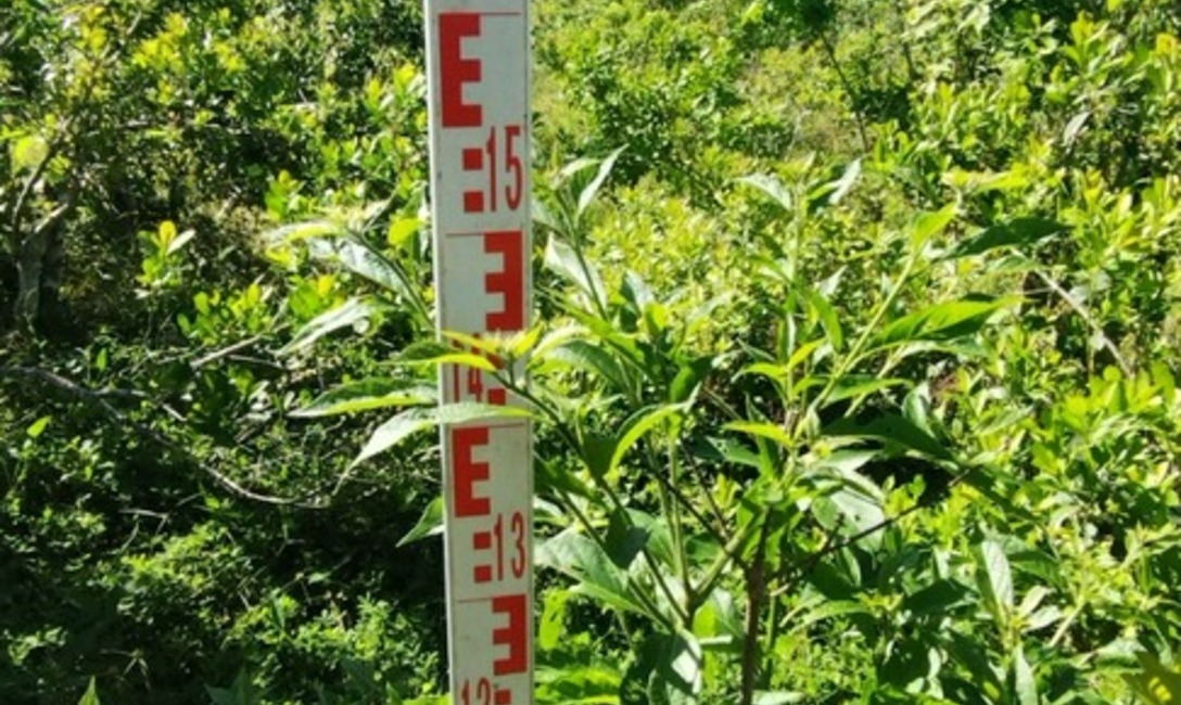 Imagen de Crecen con buen desarrollo los &aacute;rboles implantados en yerbales para lograr resiliencia clim&aacute;tica