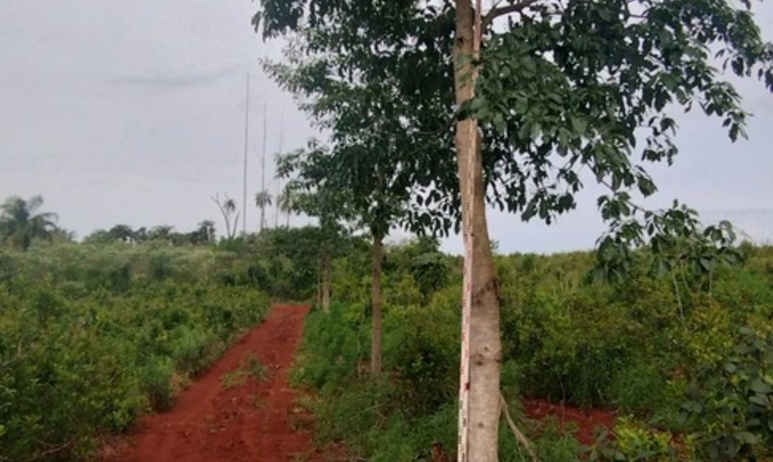 Imagen de Crecen con buen desarrollo los &aacute;rboles implantados en yerbales para lograr resiliencia clim&aacute;tica