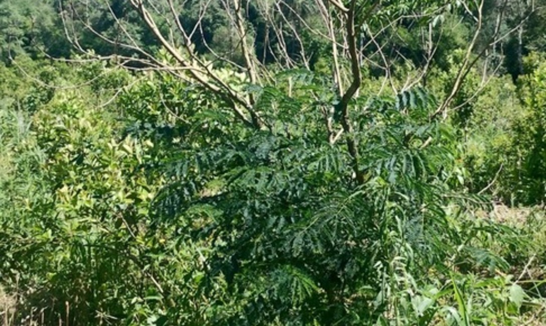 Imagen de Crecen con buen desarrollo los &aacute;rboles implantados en yerbales para lograr resiliencia clim&aacute;tica