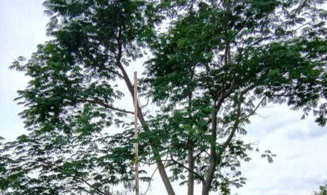 Imagen de Crecen con buen desarrollo los &aacute;rboles implantados en yerbales para lograr resiliencia clim&aacute;tica