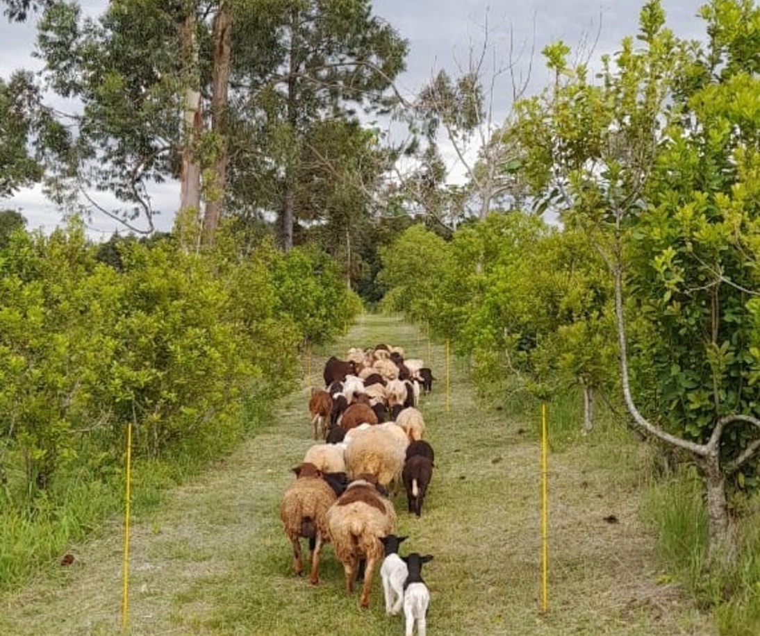 Imagen de Productores de Los Helechos se capacitaron en manejo de yerba mate con ovinos