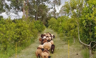 Imagen de Productores de Los Helechos se capacitaron en manejo de yerba mate con ovinos