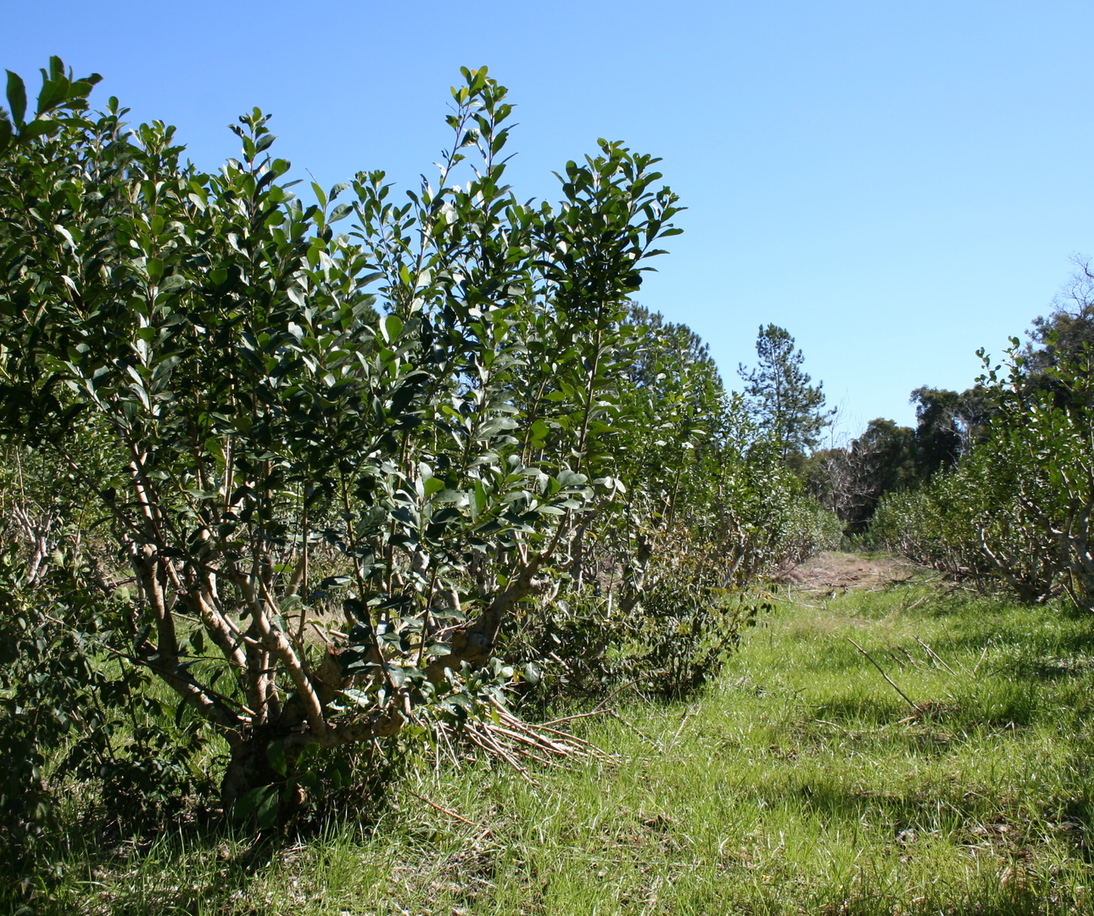 Imagen de Registro de productores, el próximo lunes de 10 de noviembre en San Pedro