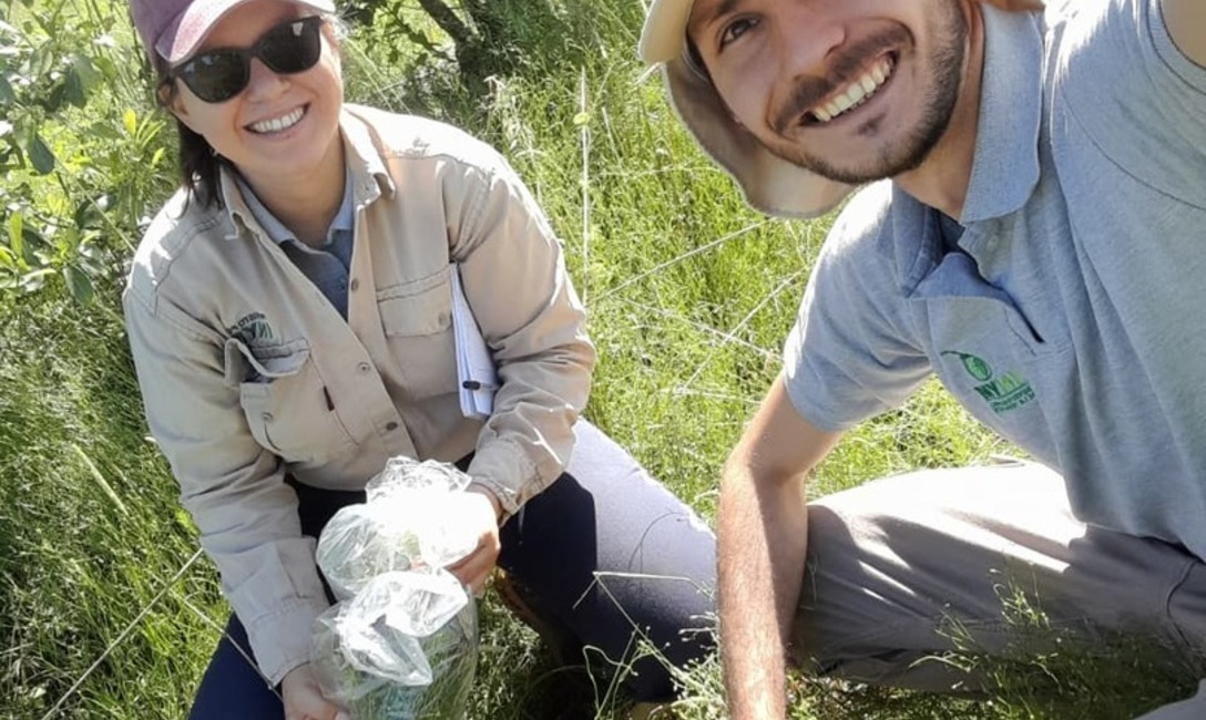 Imagen de El uso del abono natural produce mayor cantidad de materia verde y aumenta la diversidad de la cobertura verde espontánea en el cultivo de yerba mate Imagen de El uso del abono natural produce mayor cantidad de materia verde y aumenta la diversidad de la cobertura verde espontánea en el cultivo de yerba mate