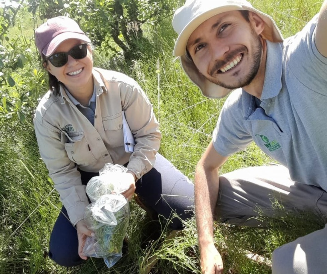 Imagen de El uso del abono natural produce mayor cantidad de materia verde y aumenta la diversidad de la cobertura verde